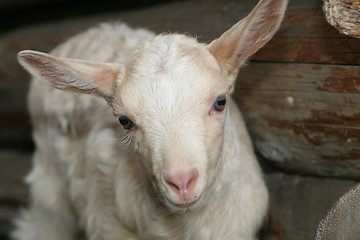 Image showing Young Goat