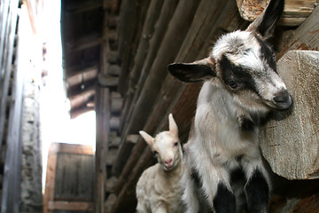 Image showing Two Young Goats