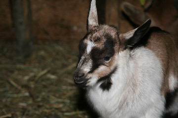 Image showing Young Goat