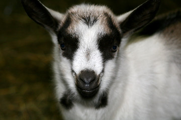 Image showing Young Goat