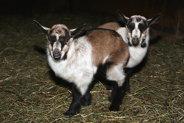 Image showing Young Goat