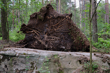 Image showing uprooted tree