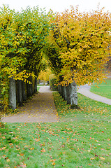 Image showing autumn tree in garden