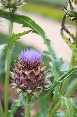 Image showing Artichoke flower