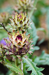 Image showing one artichoke