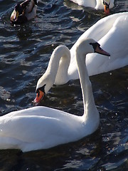 Image showing Swans in lake