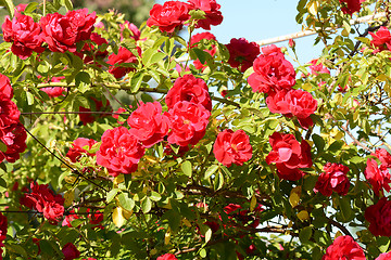Image showing red rose in the garden