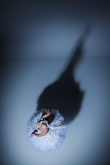 Image showing Portrait of the ballerina in ballet tatu on blue background