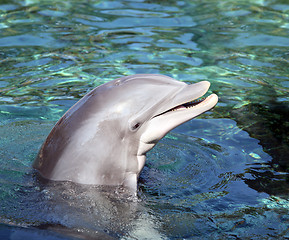 Image showing Bottle Nosed Dolphin smiling