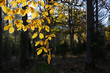 Image showing Colorful backlit beech leaves