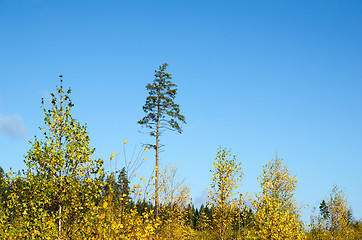 Image showing Colorful forest view