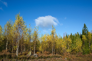 Image showing Birches in fall colors