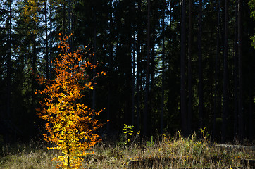 Image showing Glowing beech tree