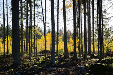 Image showing Golden colors in the forest
