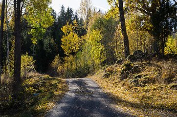 Image showing Shiny colors in the woods