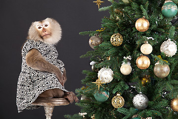 Image showing Little Monkey And The New Year's Tree
