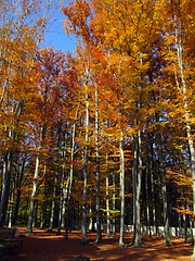 Image showing Autumn forest