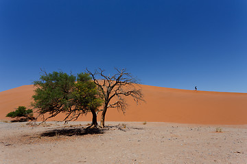 Image showing Dune 45 in sossusvlei Namibia with dead tree