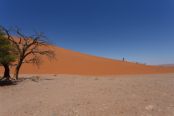 Image showing Dune 45 in sossusvlei Namibia with dead tree