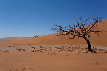 Image showing Dune 45 in sossusvlei Namibia with dead tree