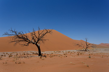 Image showing Dune 45 in sossusvlei Namibia with dead tree