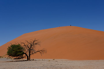 Image showing Dune 45 in sossusvlei Namibia with dead tree
