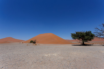 Image showing Dune 45 in sossusvlei Namibia with dead tree