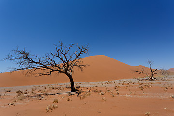 Image showing Dune 45 in sossusvlei Namibia with dead tree