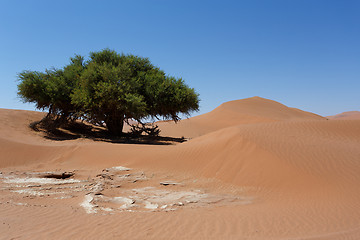 Image showing beautiful sunrise landscape of hidden Dead Vlei