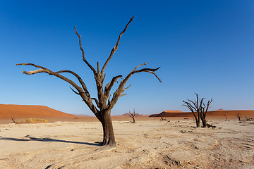 Image showing beautiful landscape of Hidden Vlei in Namib desert panorama
