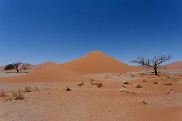 Image showing Dune 45 in sossusvlei Namibia with dead tree