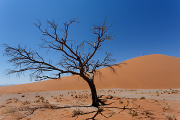 Image showing Dune 45 in sossusvlei Namibia with dead tree