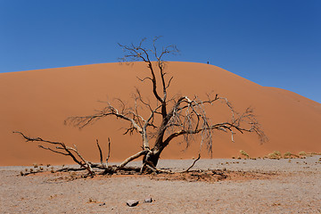 Image showing Dune 45 in sossusvlei Namibia with dead tree