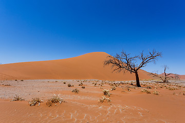 Image showing Dune 45 in sossusvlei Namibia with dead tree