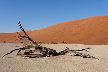 Image showing beautiful landscape of Hidden Vlei in Namib desert panorama