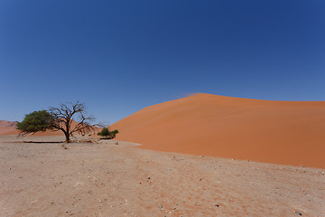 Image showing Dune 45 in sossusvlei Namibia with dead tree