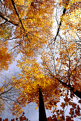 Image showing Fall maples