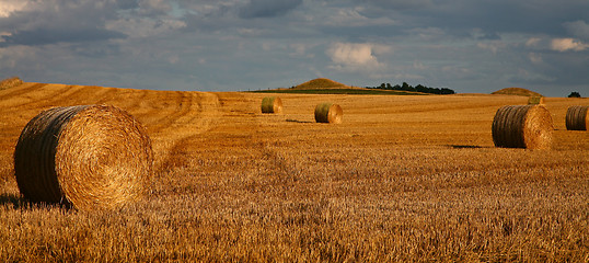 Image showing Harvest