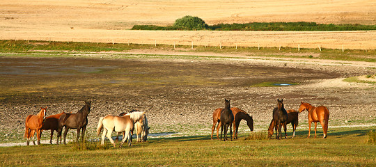 Image showing  Nature in south Sweden