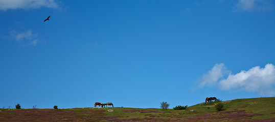 Image showing Horses in Sweden