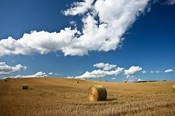 Image showing Harvest