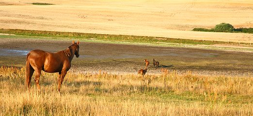 Image showing  Nature in south Sweden