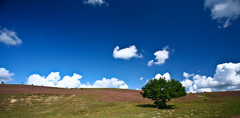 Image showing  Nature in south Sweden