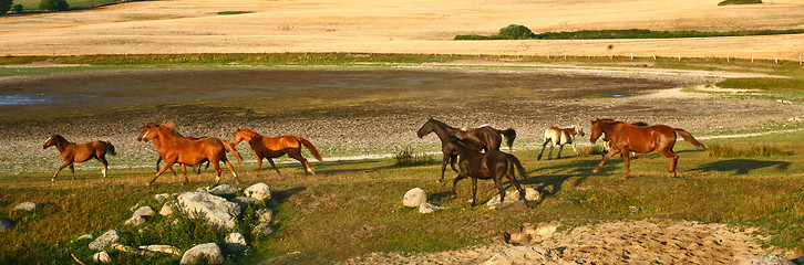 Image showing  Nature in south Sweden