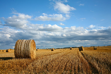 Image showing Harvest