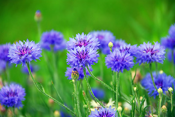 Image showing Cornflowers