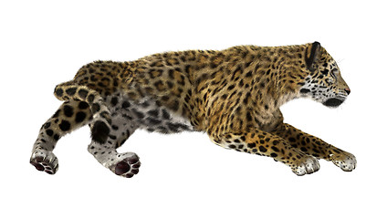 Image showing Big Cat Jaguar