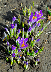 Image showing Crocus growing