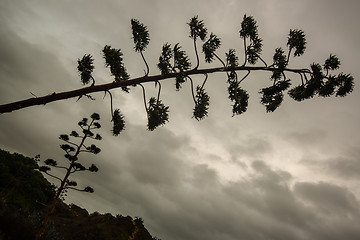 Image showing Agave blossom against dramatic cloudy sky