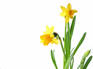 Image showing Daffodils on white